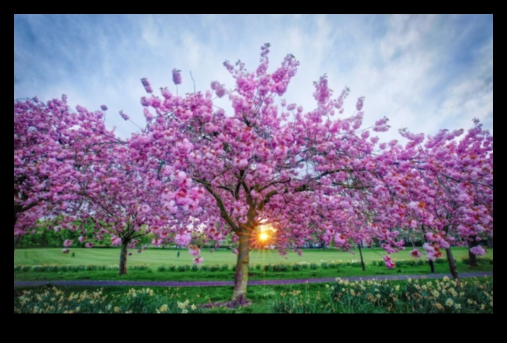 Înflori de primăvară: Trezirea naturii